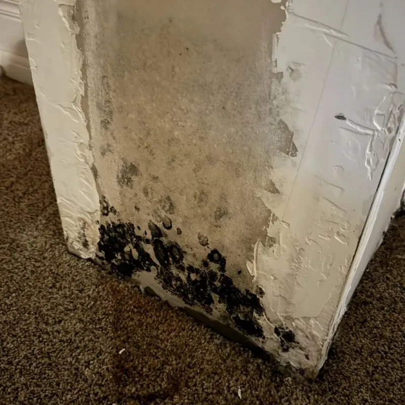Professional Mold Removal in Solomon, KS